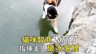 The cat is fine! Found a big fish under the ice  command the owner how to catch the fish busy aroun