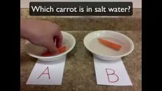 Carrot Osmosis