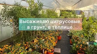 Высаживаю цитрусовые в грунт теплицы. Работа в питомнике 🍋