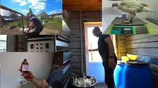 Индюшатам месяц/Пропойки взвешивание/Переводим в сарай