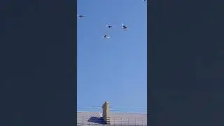 Голуби Ломова С самостоятельный полет