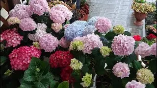 Когда же убирать крупнолистные гортензии на зимовку