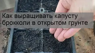 Как выращивать капусту брокколи в открытом грунте