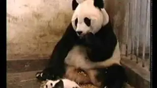 funny sweet Panda Baby