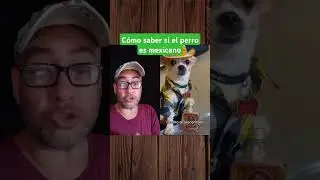 Cómo saber si el perro es mexicano #humor #funnyvideo #funnyanimals #funnyshorts