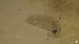 ЗАСУНЬТЕ СЕБЕ В ЖОПУ СВОЮ ЗАЩИТУ