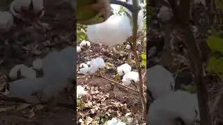 हे आमच्या शेतातला कापुस आहे