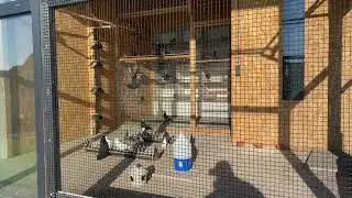 Голуби Pigeons Tauben  ￼