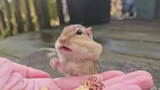Chippy Cheeks
