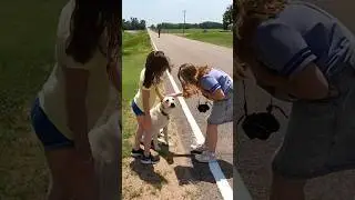 Wagon ruts, meadowlarks, and a friendly dog #americanhistory #pets