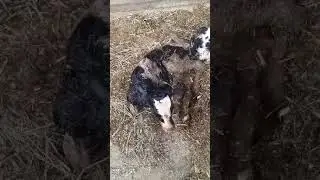 Гов 2 гусала  кард дар фермахои Олмон  сабт шуд.