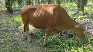 Kepala suku, Sudah 11 tahun bersama , sapi pertama di pelihara, Keturunan prambon metal 👍