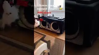 VIPE x3 pro-супер колонка. Для квартиры хватает с запасом