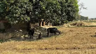 Khet me aag lagne se kyun darta hai gao ka kisan? 😥