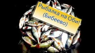 Супер выезд за окунем на Обь! Бибеево