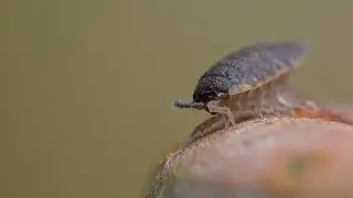 Woodlouse Drying Off 💦
