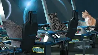 Cats In Space