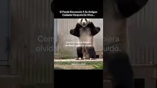The Panda Recognized His Former Caretaker After Years… 🥹🐼