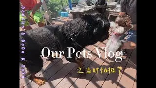 DanDan & DoDo & YoYo