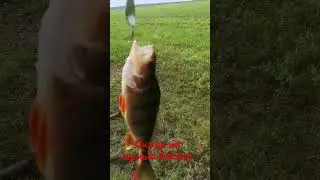 рыбалка, спиннинг,май