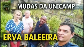 Medicinal Plants Erva Baleeira and other Seedlings at Unicamp's Plantar em Casa