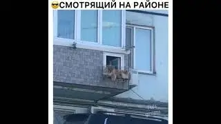 Смотрящий на районе | Лучшие видео из Инстаграма
