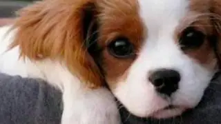 Милые котята и щенята
