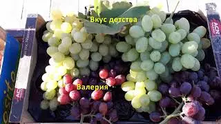 Черенки винограда 2021 год.Реализация.
