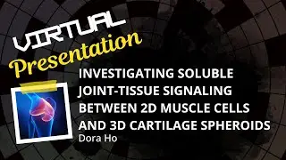 Investigating Soluble Joint-Tissue Signaling Between 2D Muscle Cells and 3D Cartilage Spheroids