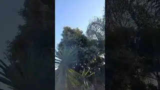 Natural sight #trees#clouds#viralvideo #viralshots @Mysimplegarden1