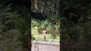 Так и живем🙂 и 🐻