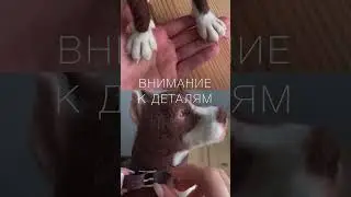 Всех приветствую! Хочу рассказать миру о своих работах, начинаю с этого ролика 💕 