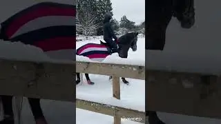 Амиир вернулся на старую конюшню в Раннамыйза. Первые тренировки