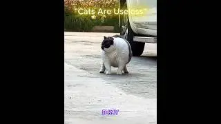 Cats Are Useless...But These Cats? 💼🐾💪 