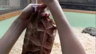 Как сделать укол черепахе ч.1
