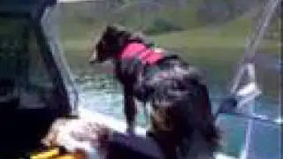 The Idaho Jet Boat Dogs