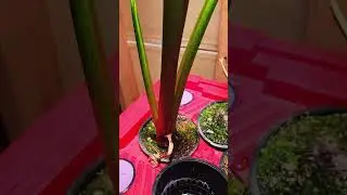 KRATKY METHOD HYDROPONICS