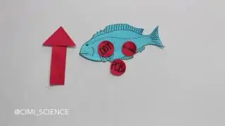 Bioaccumulation & Biomagnification: Increasingly Concentrated Problems!