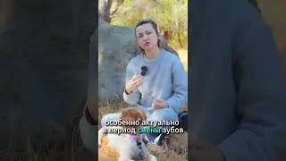 Игрушки, которые полезны для собачьих зубов #shorts