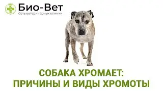 Собака Хромает:  Причины И Виды Хромоты & Что Делать Если Собака Хромает.  Ветклиника Био-Вет