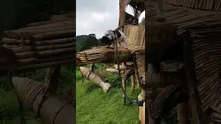 Doggie Riding On the Wings of Bamboo Plane