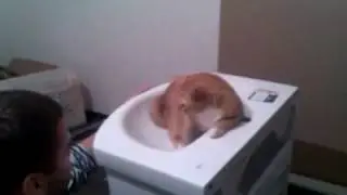 Самый игривый кот