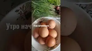Утро!