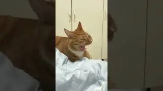 o oo aaaa biili funny video #shorts #tiktok #biili #cat #catlover #BIILI