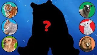 CUTE ANIMALS Grizzly, Tiger, Rabbit, Dog, Squirrel, Sheep 호랑이 사자 양 토끼 직소 퍼즐 동물