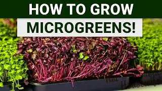 How to Grow Microgreens at Home