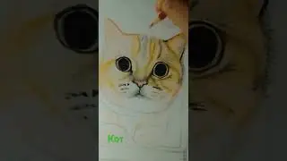 Кот.