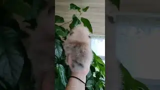 #померанский_шпиц