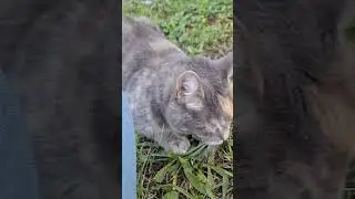Serenading Blossom "You Look Like You Love Me" #myvoice #mysinging #calicocat #youlooklikeyouloveme