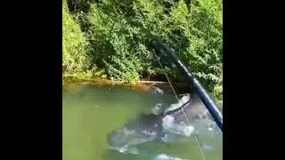 Вот это сомяра 😳